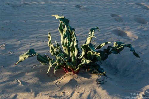 Unidentified plant Kelso Dunes Mojave National Preserve California