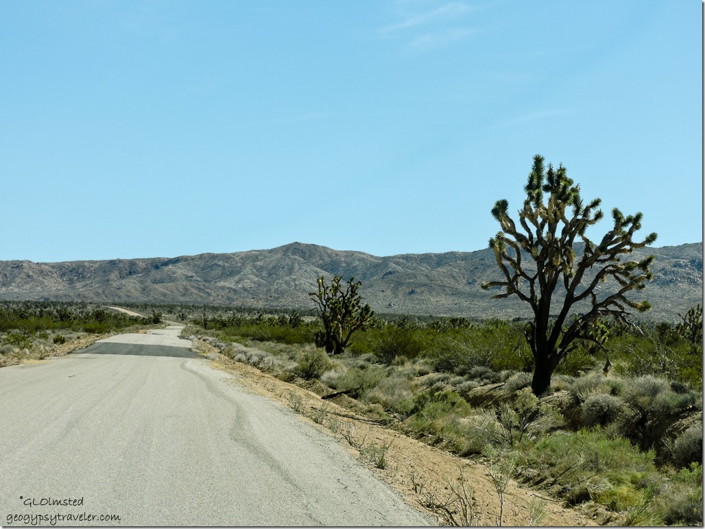 Joshua Trees Mojave National Preserve California