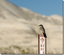 Says Phoebe Kelso Dunes Mojave National Preserve California