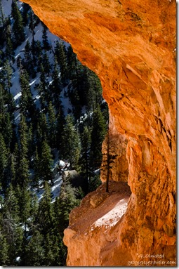 Tree Natural Arch Bryce Canyon National Park Utah