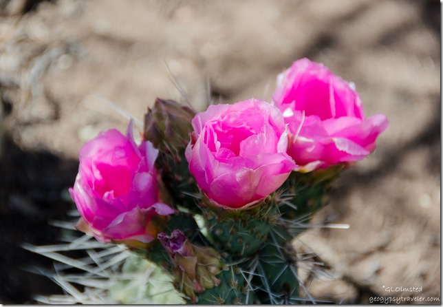Flowering Prickly Pear Cactus Cape Royal trail North Rim Grand Canyon National Park Arizona