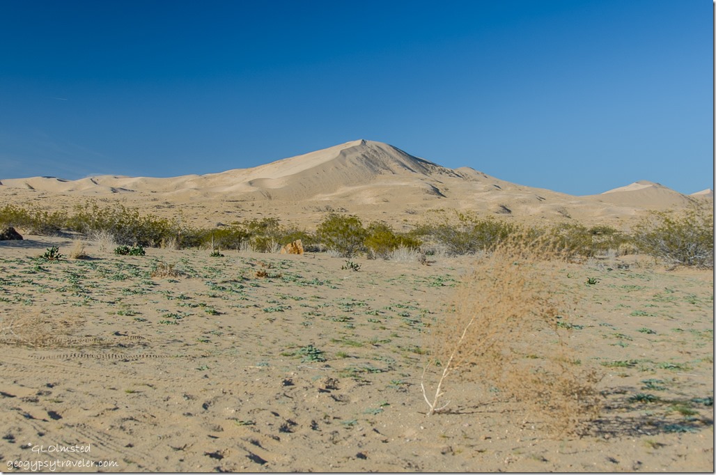 Kelso Dunes from camp Mojave National Preserve California