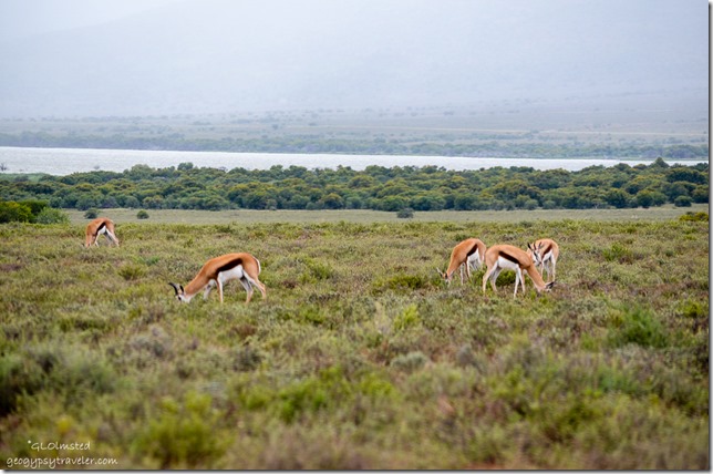 Springbok Camdeboo National Park Eastern Cape Graaff-Reinet South Africa