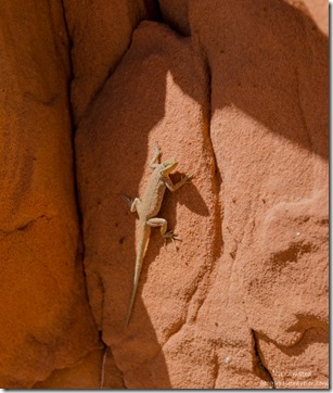 Lizard White Pocket Vermilion Cliffs National Monument Arizona