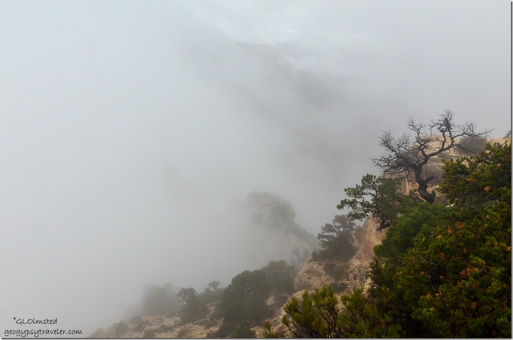 Foggy canyon Cape Royal North Rim Grand Canyon National Park Arizona