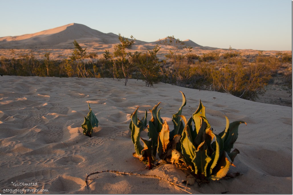 Kelso Dunes Mojave National Preserve California