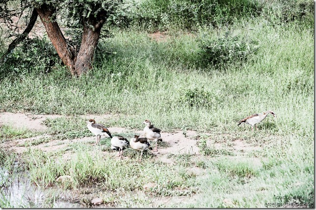 Egyptian geese Kruger National Park South Africa