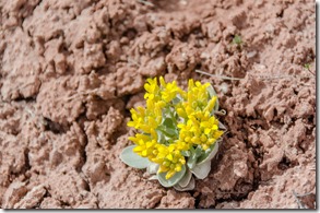 Unidentified yellow flower K-Hill trail Kanab Utah