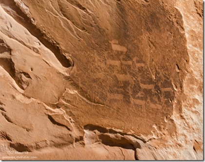 Petroglyphs White Pocket Vermilion Cliffs National Monument Arizona