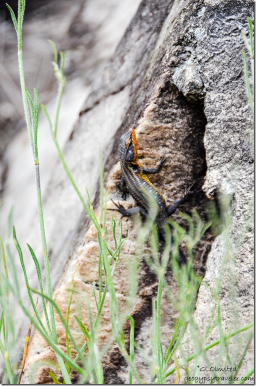 Blue-spotted Girdled Lizard N12 North of George South Africa