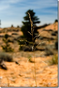 Grass tree sand dunes Utah
