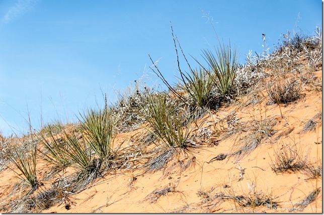 Sand dune Utah