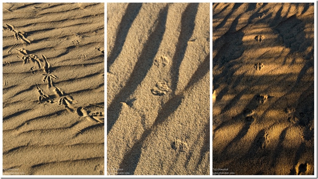 Tracks in sand Kelso Dunes Mojave National Preserve California
