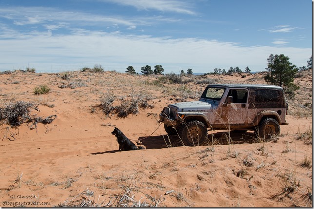 Sahsa hooked to Jeep Sand dune ATV trail to Peekaboo Canyon Utah