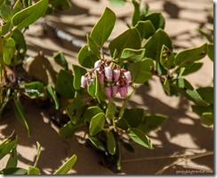 Manzanita flowers White Pocket Vermilion Cliffs National Monument Arizona