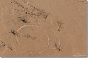 Plant marks in sand White Pocket Vermilion Cliffs National Monument Arizona