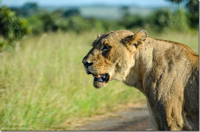 Lion Kruger National Park South Africa