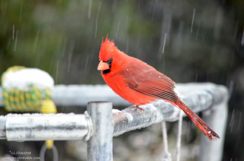 03 427lerw Cardinal in the snow Yarnell AZ fff160-2