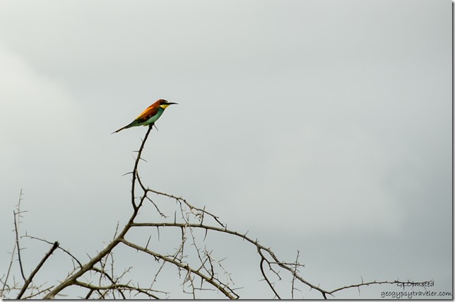 European Bee-eater Kruger National Park South Africa