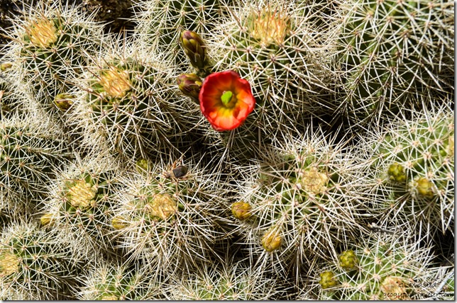 Bug and flower on pincushion cactus Weaver Mountains Yarnell Arizona