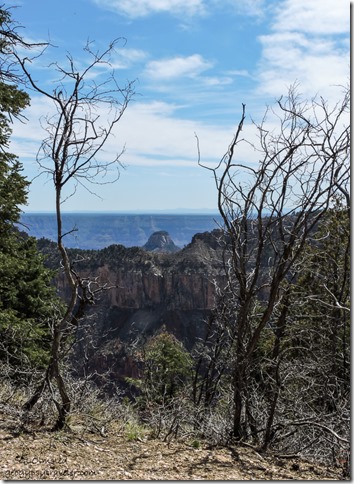 View from Transept Trail North Rim Grand Canyon National Park Arizona