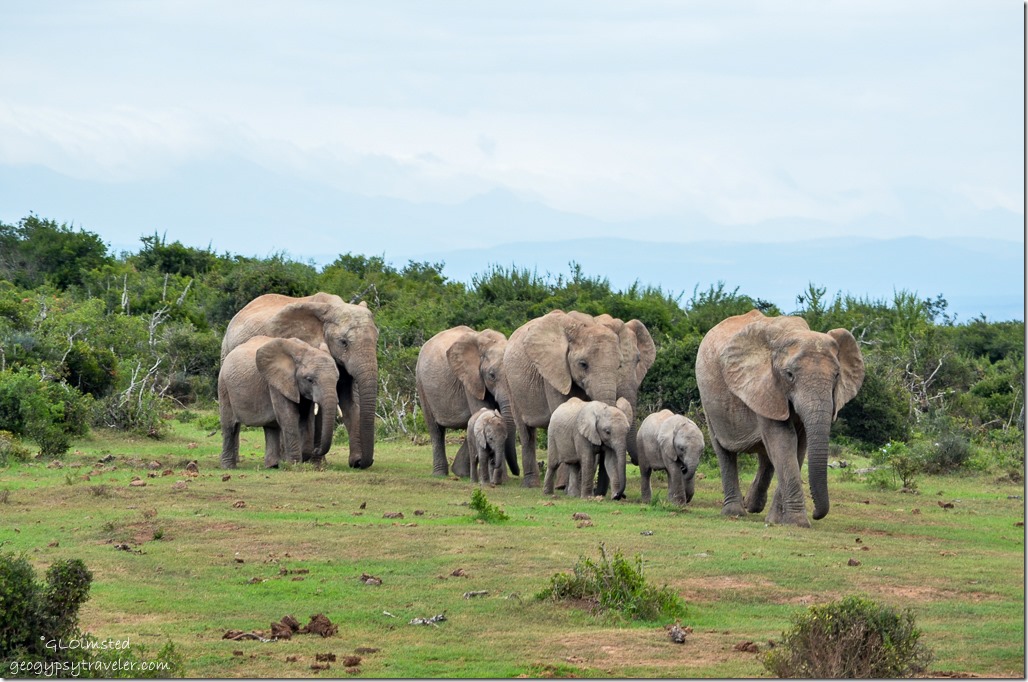 Elephants headed to the water Addo Elephant National Park South Africa