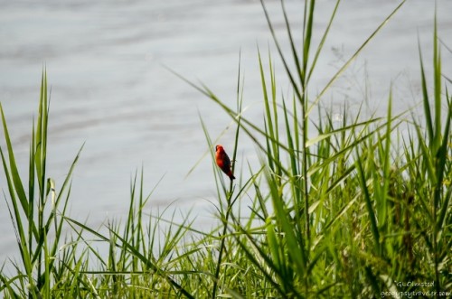 01 1313lerwss Red Bishop bird Kruger NP SA fff165-2 (640x424)