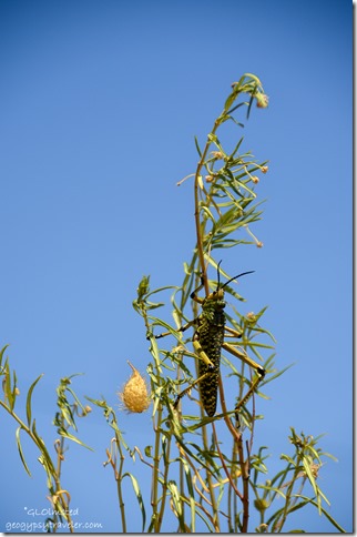 Green Milkweed Locust Nieu-Bethesda Road South Africa