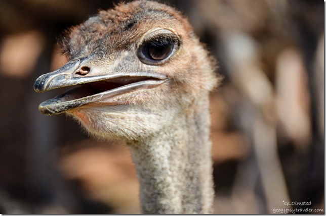 Ostrich at Old Mill Lodge Outdshoorn South Africa