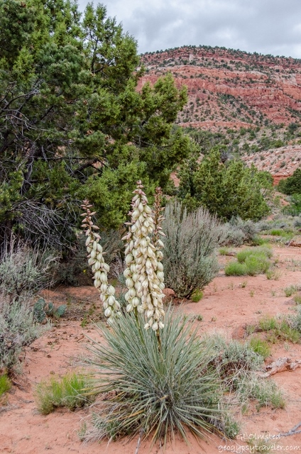 06ss DSC_5611hdrlerw Flowering Broadleaf Yucca Bunting Trail Kanab UT g-HDR-2 (530x800) (424x640)