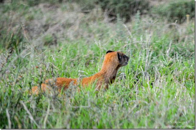 Yellow Mongoose Mountain Zebra National Park Eastern Cape South Africa