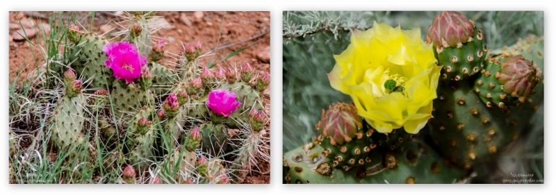 07 lerwcs Flowering Prickly Pear & Beavertail cactus Bunting trail Kanab UT collage (800x281)