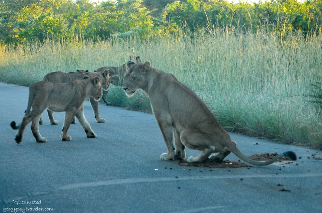 08 DSC_4933lerwss Lions Kruger NP SA fff165-2 (640x424)