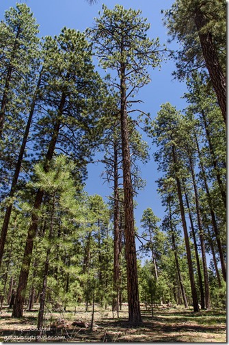 Forest camp Kaibab National Forest Arizona
