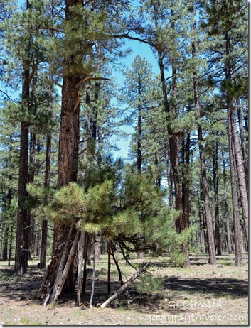 Forest camp Kaibab National Forest Arizona