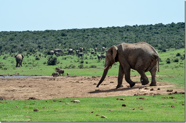 Elephants & warthogs Addo Elephant National Park South Africa