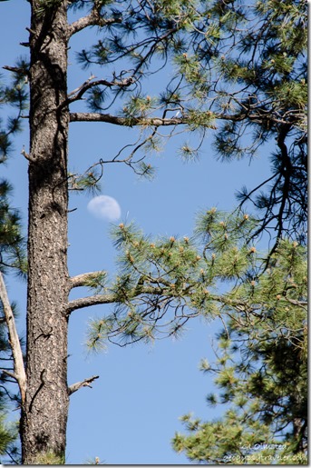 Moon thru trees Kaibab National Forest Arizona