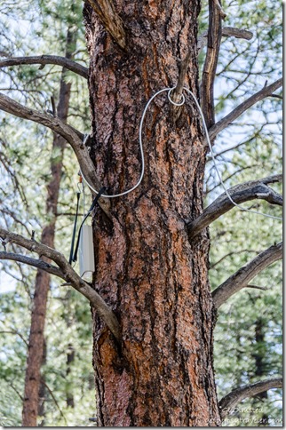 WeBoost in pine tree North Rim Grand Canyon National Park Arizona