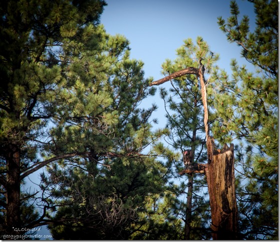 Turkey Vulture in tree along SR67 N Kaibab National Forest Arizona