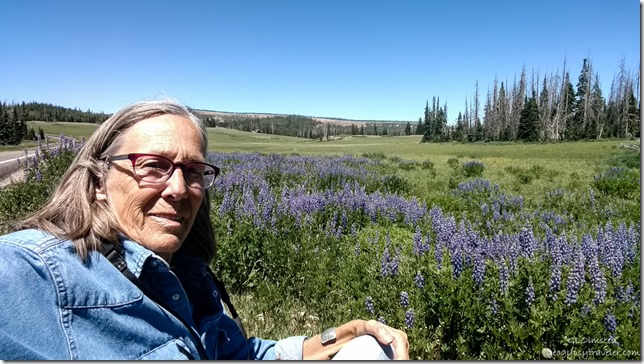 Gaelyn wildflowers Cedar Breaks National Monument Utah