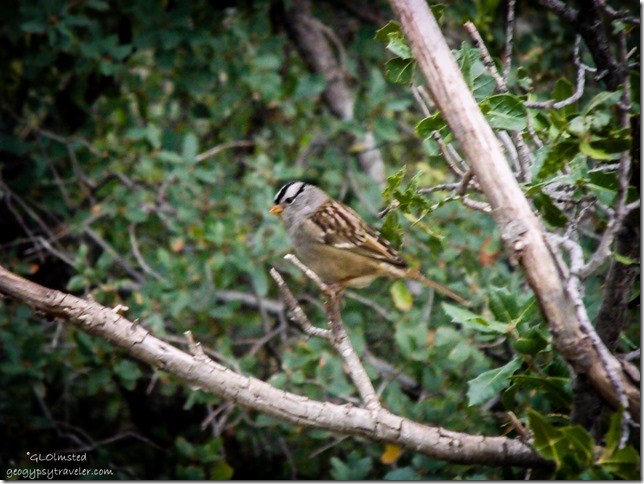White-crowned sparrow Yarnell Arizona