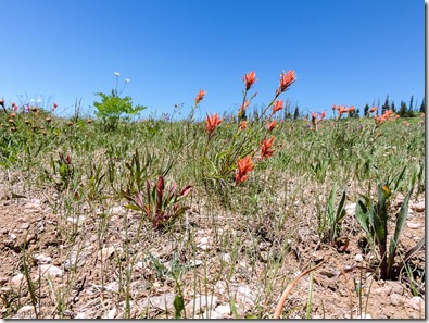 Scarlet Paintbrush Cedar Breaks National Monument Utah