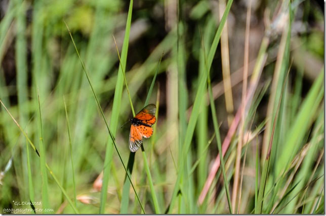 Butterfly along Echo Ravine trail Golden Gate Highlands National Park South Africa