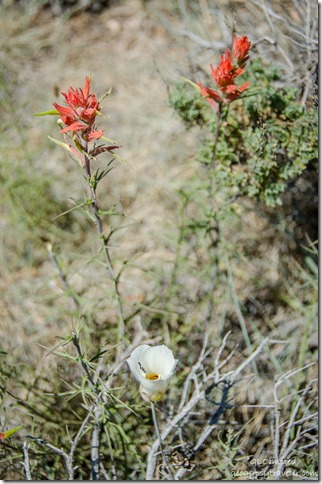 Sego Lily & Indian Paintbrush Cape Royal trail North Rim Grand Canyon National Park Arizona