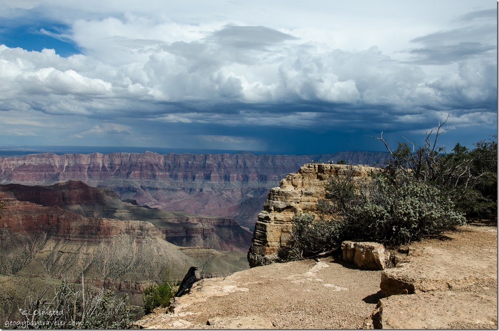 Stormy sky & Raven Cape Royal North Rim Grand Canyon National Park Arizona