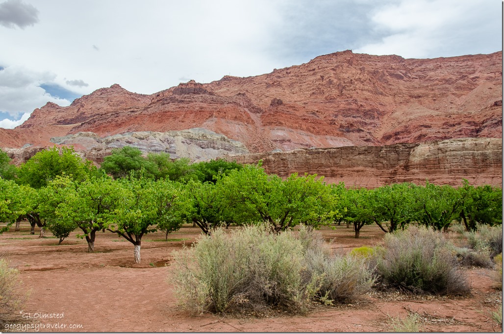 Lonely Dell Ranch orchard Lees Ferry Glen Canyon National Recreation Area Arizona