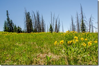 Little Sunflowers Cedar Breaks National Monument Utah