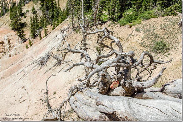 Painted rock in root wad Chessman Ridge Overlook Cedar Breaks National Monument Utah