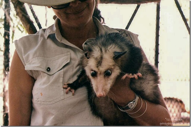 Chiquita & Frick Opossum California Living Museum Bakersfield California
