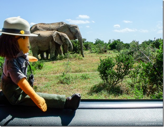 Ranger Wanda Lust & elephants Addo Elephant National Park South Africa